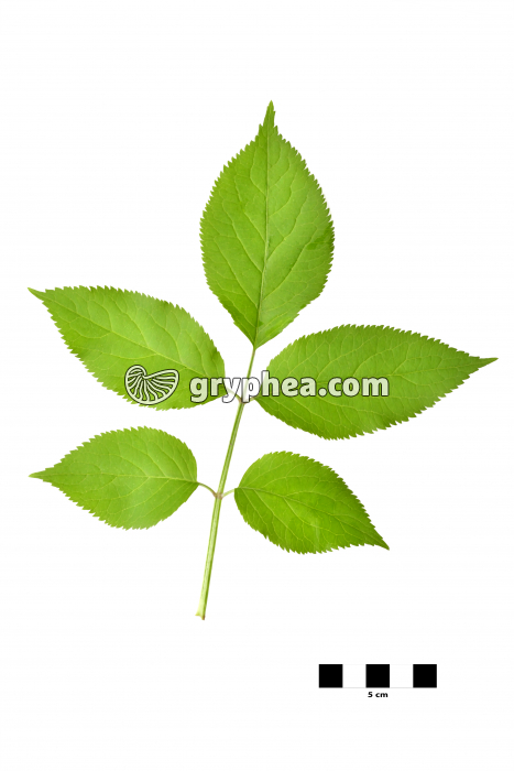 Sureau noir - feuille sur fond blanc (Sambuscus nigra) - gryphea.org